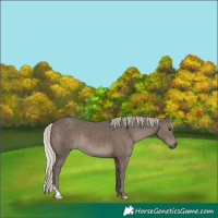 Horse Color:Silver Black