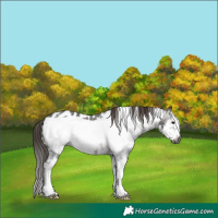 Horse Color:Gray Brown Sabino Frame Blanket