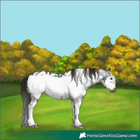 Horse Color:Gray Brown Sabino Frame Appaloosa 