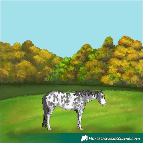 Horse Color:Black Sabino Appaloosa 