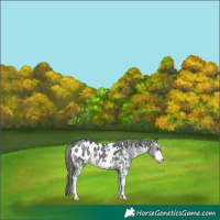 Horse Color:Black Sabino Blanket 