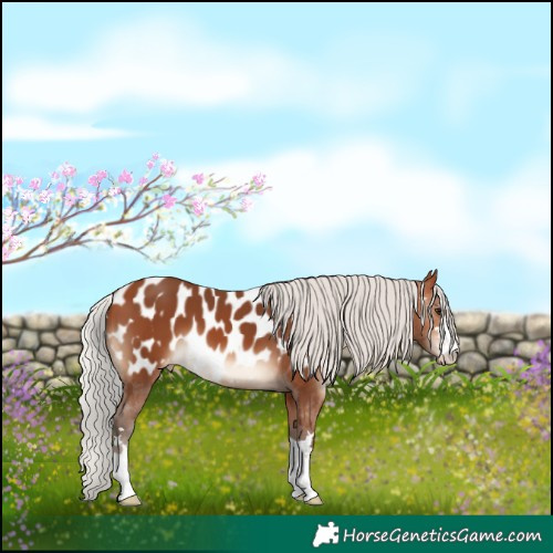 Horse Color:Silver Bay Appaloosa 