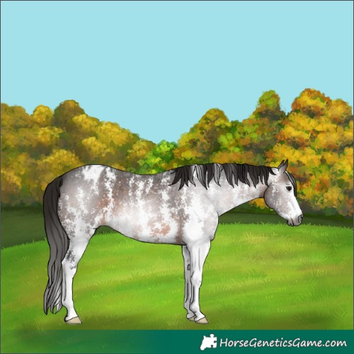 Horse Color:Gray Brown Sabino Appaloosa 