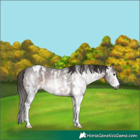 Horse Color:Gray Brown Sabino Appaloosa