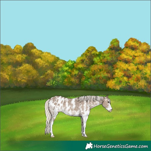 Horse Color:Silver Smoky Black Sabino Appaloosa