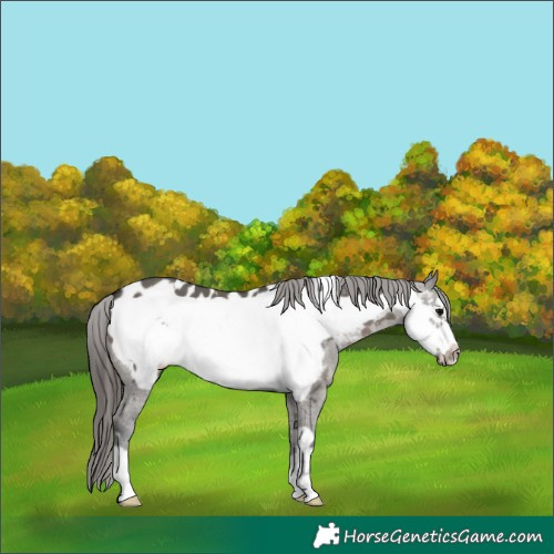 Horse Color:Grullo Frame Near Leopard 