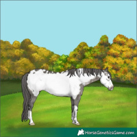 Horse Color:Grullo Frame Appaloosa 