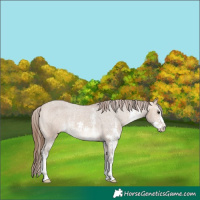 Horse Color:Bay Dun Sabino Varnish 