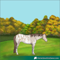 Horse Color:Bay Dun Sabino Blanket 