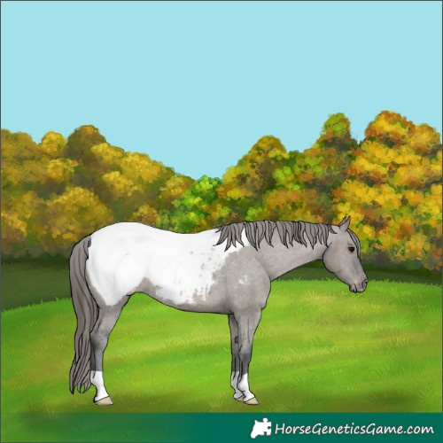 Horse Color:Grullo Appaloosa 