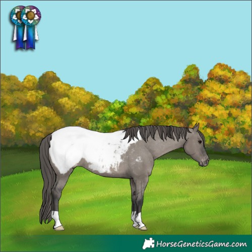 Horse Color:Grullo Snowcap 