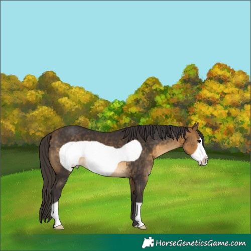 Horse Color:Buckskin Frame 
