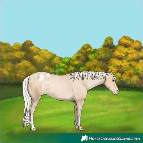 Horse Color:Silver Buckskin Pearl Appaloosa 