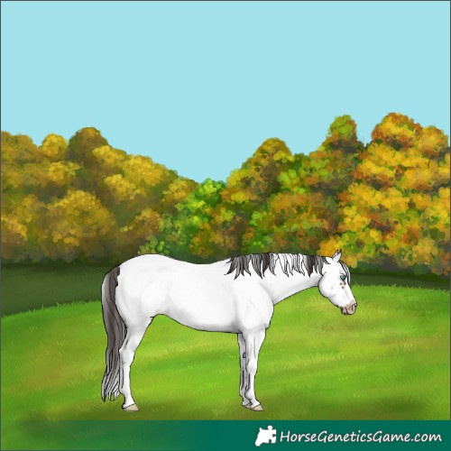 Horse Color:Bay Sabino Frame Appaloosa