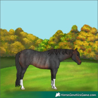 Horse Color:Brown Rabicano 