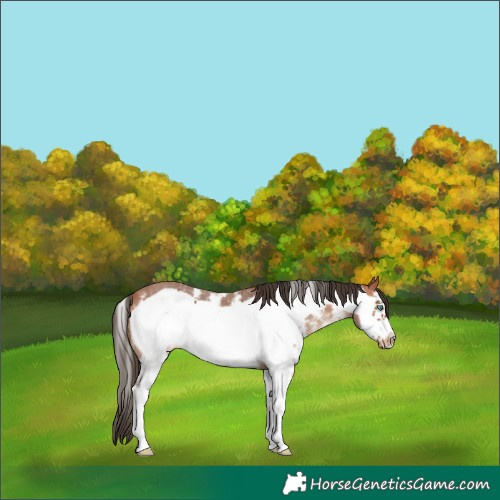 Horse Color:Bay Sabino Frame Appaloosa