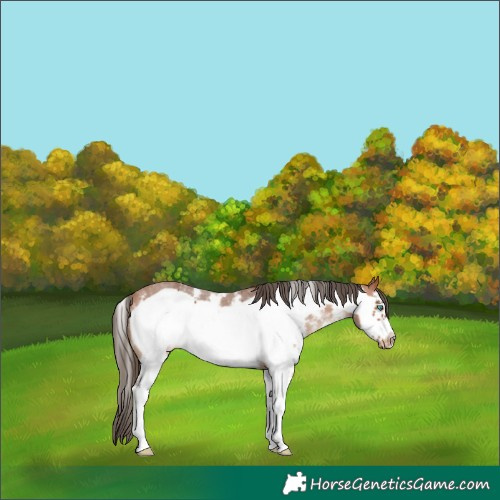 Horse Color:Bay Sabino Frame Appaloosa 