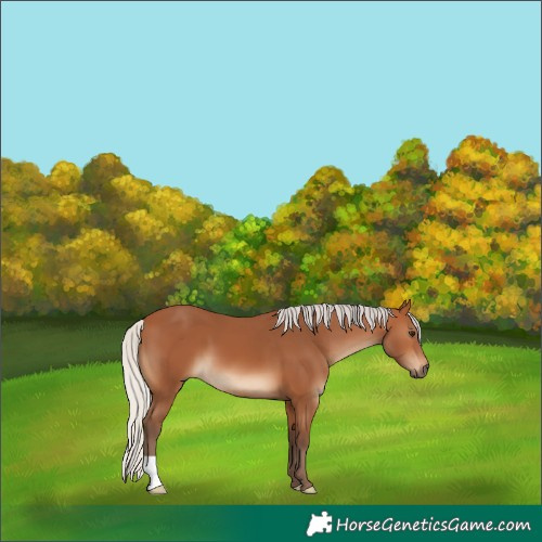 Horse Color:Silver Bay 