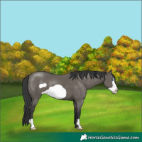 Horse Color:Grullo Frame