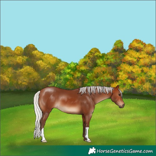 Horse Color:Silver Brown 