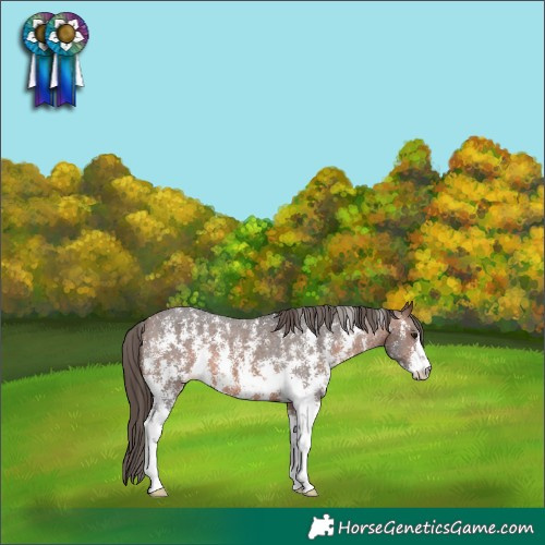 Horse Color:Brown Sabino Varnish 