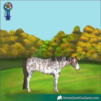 Horse Color:Brown Sabino Appaloosa 