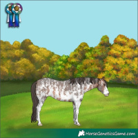 Horse Color:Brown Sabino Appaloosa 