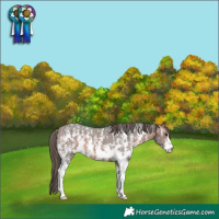 Horse Color:Brown Sabino Appaloosa