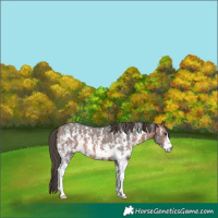 Horse Color:Brown Sabino Appaloosa