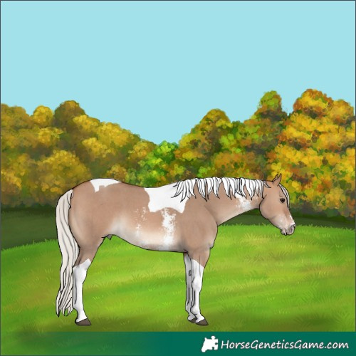 Horse Color:Silver Brown Dun Sabino Tobiano 