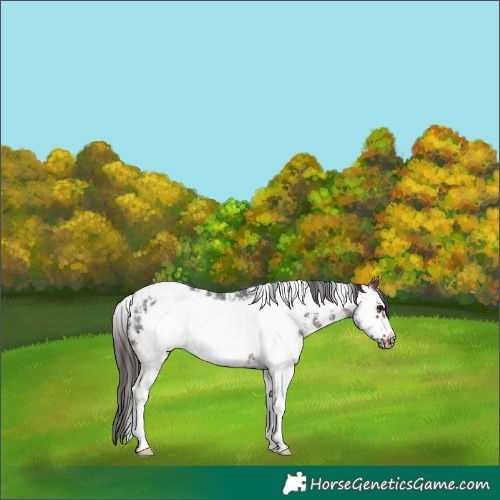 Horse Color:Brown Sabino Frame Appaloosa 