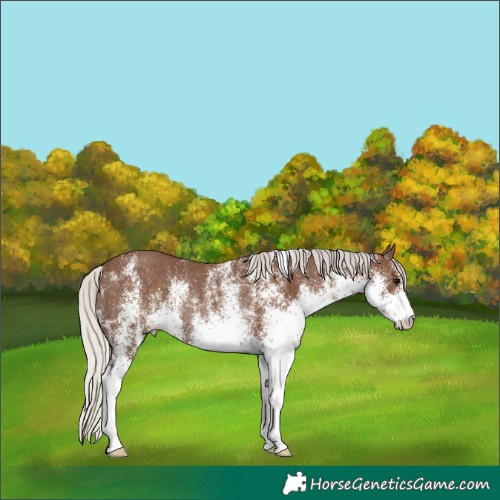 Horse Color:White Spotted Silver Black Rabicano 