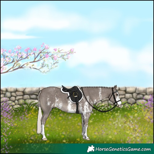 Horse Color:Silver Black Sabino 