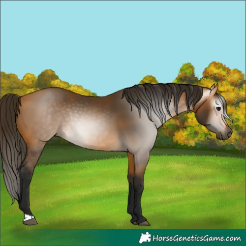 Horse Color:Gray Buckskin Rabicano 