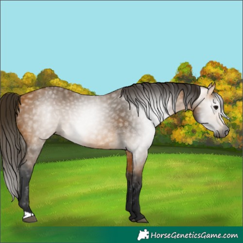 Horse Color:Gray Buckskin Rabicano