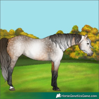 Horse Color:Gray Buckskin Rabicano