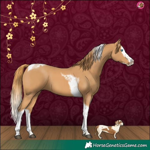 Horse Color:Chestnut Splash Tobiano