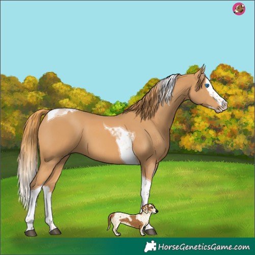 Horse Color:Chestnut Splash Tobiano 