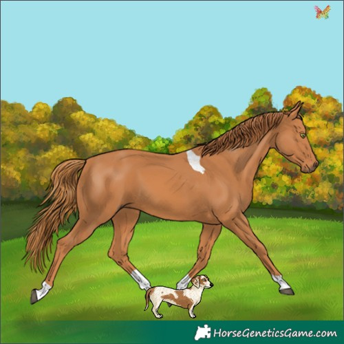 Horse Color:Chestnut Tobiano 