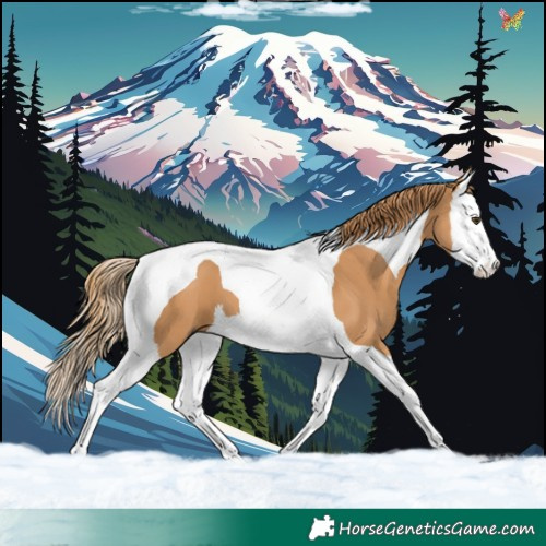 Horse Color:Chestnut Splash Tobiano