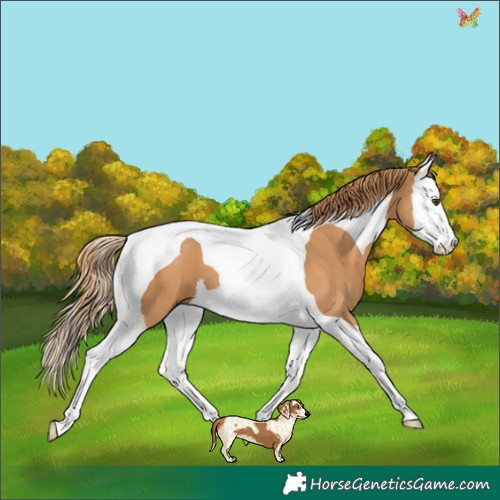 Horse Color:Chestnut Splash Tobiano 