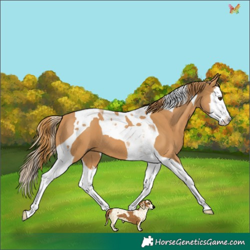 Horse Color:Chestnut Splash Tobiano 