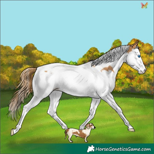 Horse Color:Chestnut Splash Tobiano