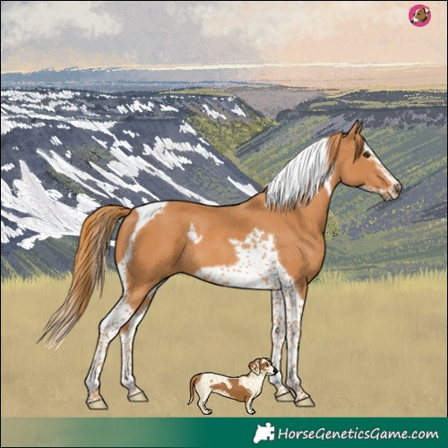 Horse Color:Chestnut Splash Tobiano Frame 