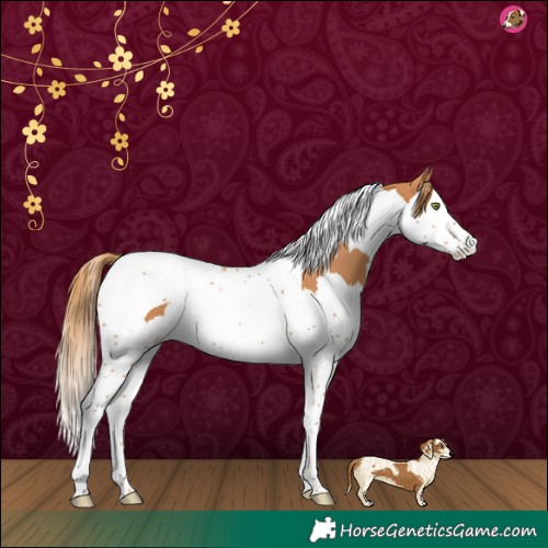 Horse Color:Chestnut Splash Tobiano