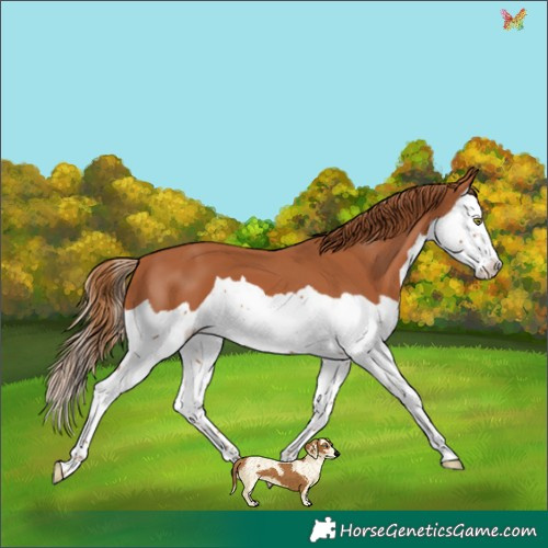 Horse Color:Chestnut Splash 