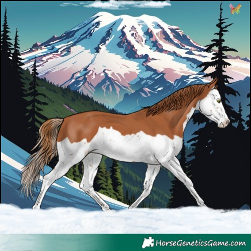 Horse Color:Chestnut Splash 
