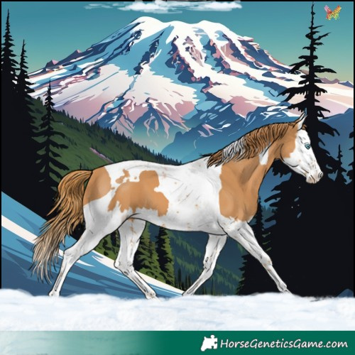 Horse Color:Chestnut Splash Tobiano 