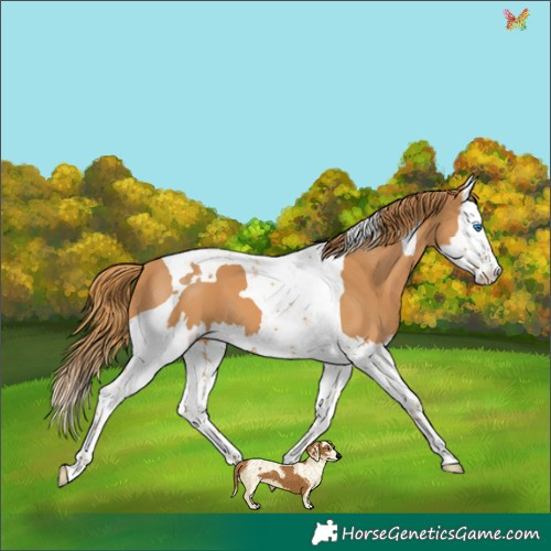 Horse Color:Chestnut Splash Tobiano 