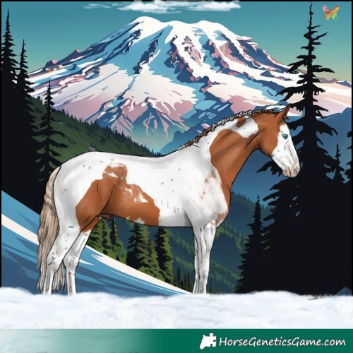 Horse Color:Chestnut Splash Tobiano 